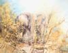 "Winter Elephants"