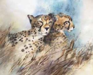 "Back to Back Cheetah"