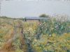 "Cosmos on Farm"