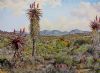 "Eastern Cape Aloes 3"