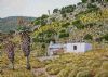 "Easten Cape Aloes 4"