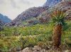 "Easten Cape Aloes 2"