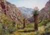 "Eastern Cape Aloes 1"