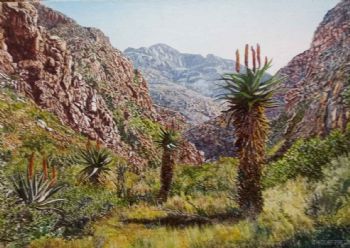 "Eastern Cape Aloes 1"