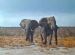 Etosha. Heat of Day