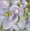 "Tortoise Berry Blossom"