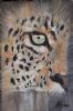 "Leopard in Focus"