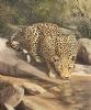 "Thirsty Leopard"