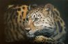 "Kaniki ( Amur Leopard)"