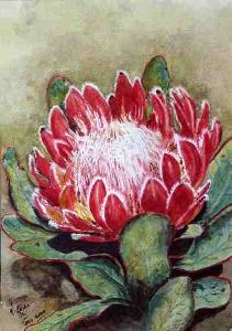 "Magnificent Red Protea"