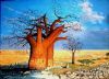 "African Baobab"