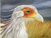 "Secretary Bird"