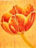 "Tulip"