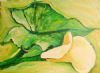 "Arum"