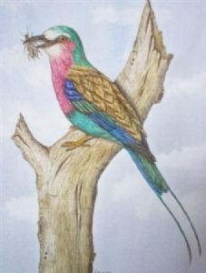 "Lilac Breasted Roller"