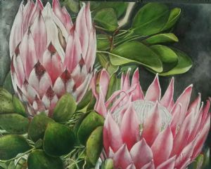 "Pink Proteas"