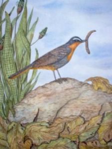 "The Cape Robin"