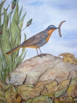 "The Cape Robin"