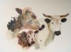 "Nguni Heads"