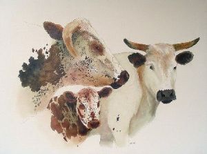 "Nguni Heads"