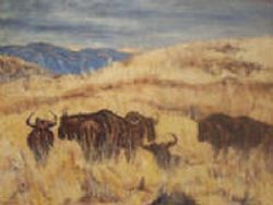 Blue Wildebeest