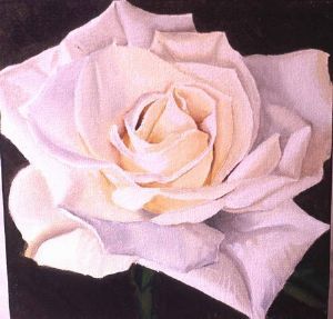 "white rose 1"