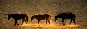 "Fire Horses"
