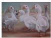 "Geese"