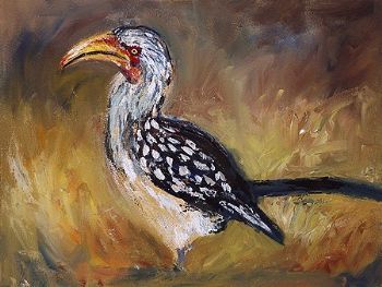 "Yellow-billed Hornbill"