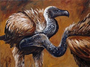 "Whitebacked Vultures"
