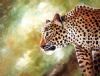 "Leopard Prowl"