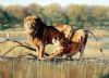 "The Lazy Lioness"