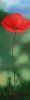 "Poppy (1)"