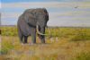 "Shawu  Elephant"