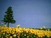 "Spring in Darling"