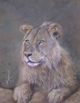 "Lion Resting"