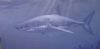 "Great White"