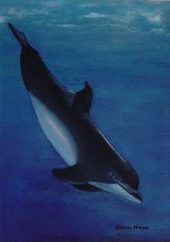 "Dolphin"
