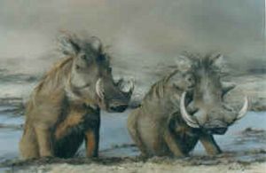 "Warthogs, Bathing in mud pool"