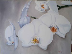 "Moth Orchids"