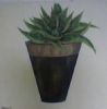 "Cacti 2"
