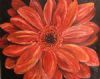 "Gerbera"