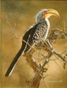 "Hornbill"