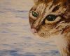 "Wild Cat"