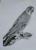 "Lanner Falcon"