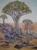 "Kokerboomwoud Namibia"