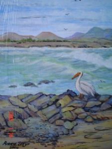 "Cape Pelican, SA"