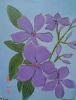 "Tibouchina"