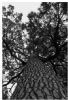 "Stony Pine 2"