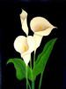 "Arum Lily"